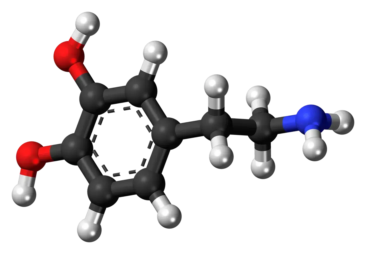【每日一知】多巴胺dopamine